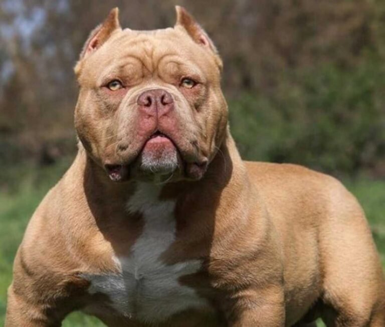 Bombeiro Militar sofre ataque de 5 Pitbulls durante socorro a pessoa, em RO