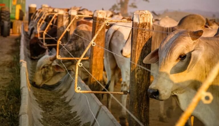 Suspensão do embargo à carne bovina do Brasil aponta retomada da exportação em RO