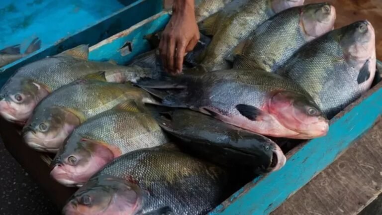 Mais de cinco pontos vendem peixes na Sexta-feira Santa em Porto Velho; confira a lista