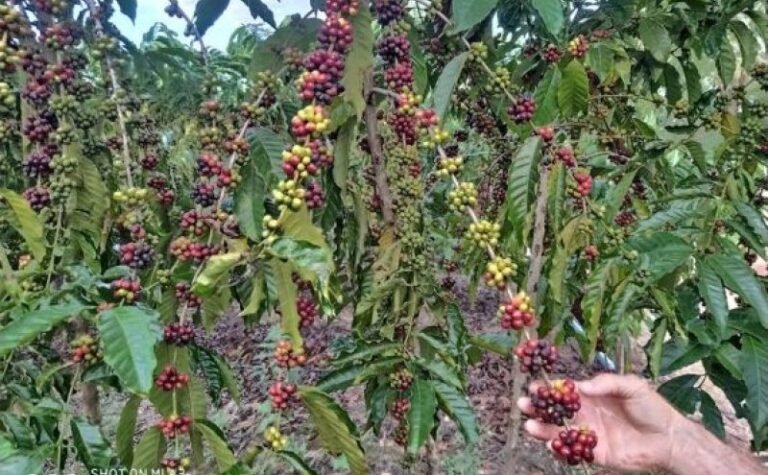 Governo do Estado dá inicio a colheita do café em Rondônia