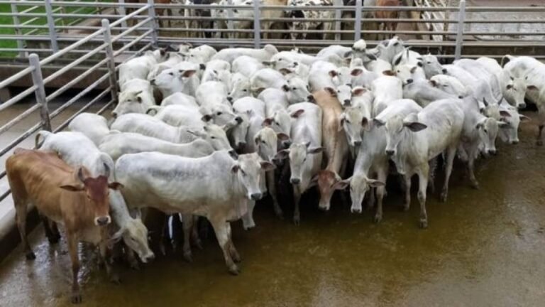 Últimas Notícias 3 VÍDEO – Pecuarista de Rondônia embarca primeiro lote de gado para a China