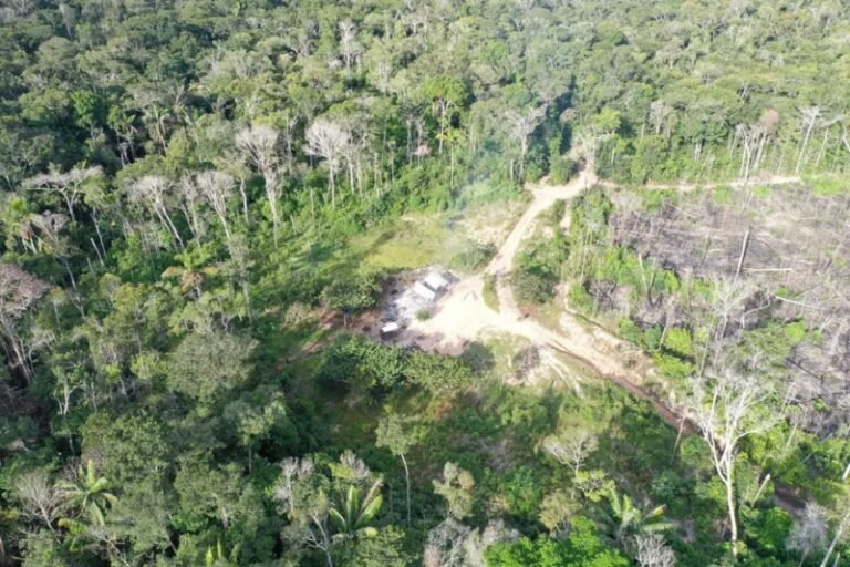 Operação contra desmatamento ilegal em área de preservação continua em Vilhena, RO
