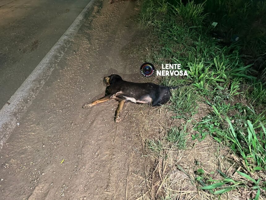 URGENTE - Cachorro morre e mulher fica ferida em atropelamento na BR-364