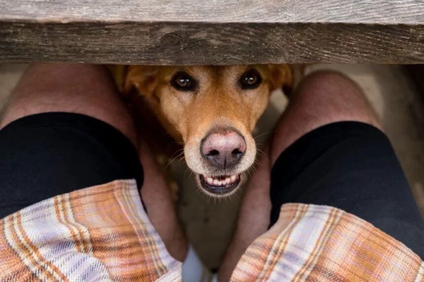 Por Que Os Cães Gostam Tanto De Cheirar As Partes íntimas Das Pessoas