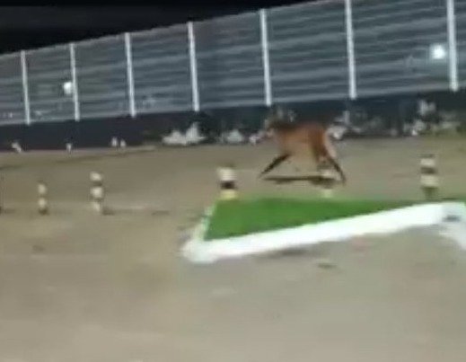 Raro flagrante de lobo-guará em área urbana de Ji-Paraná intriga moradores - VÍDEO