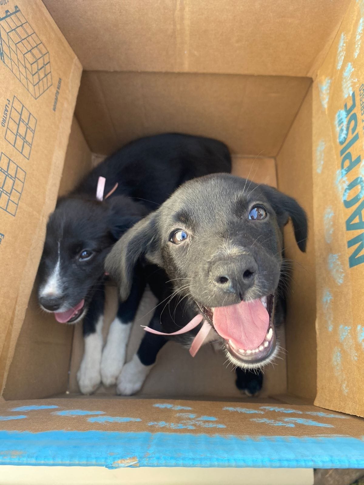 Vereadora Márcia Socorristas Animais participa de feira de adoção de animais na capital 7 Vereadora Márcia Socorristas Animais participa de feira de adoção de animais na capital
