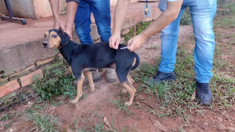 Pelo segundo ano consecutivo, Semusa leva vacinação contra a raiva animal à Vila Princesa