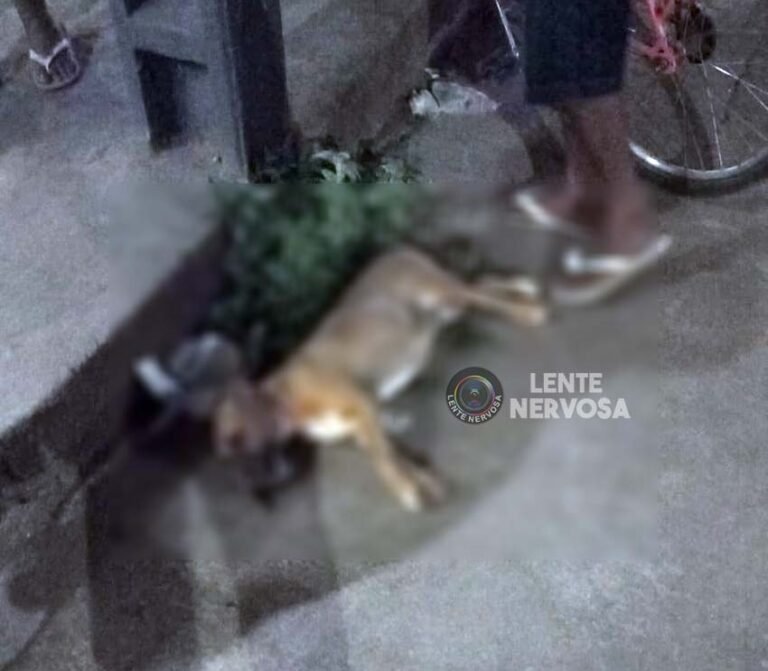 Cachorro morre atropelado por motociclista na zona leste da capital