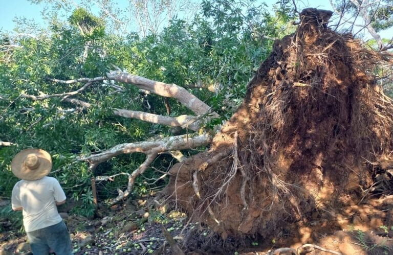 Últimas Notícias 8 Fortes chuvas derrubam árvores e causam estragos em Jaru