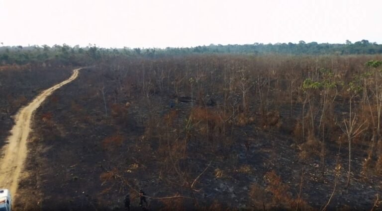 Incêndio criminoso destrói área de 270 hectares que estava sendo recuperada em unidade de conservação de RO