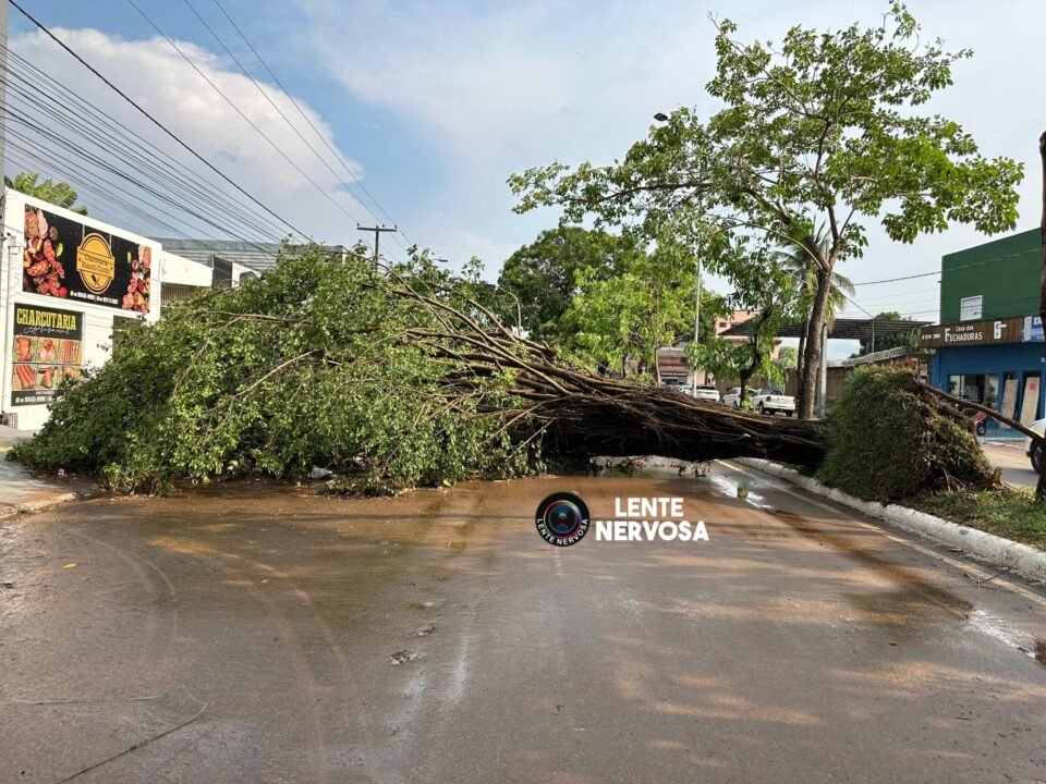 Temporal derruba árvore e interrompe tráfego de veículos na Avenida Rio Madeira