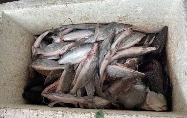 DETIDO – Vereador é flagrado com mais de 30 kg de peixes dentro de embarcação, em RO