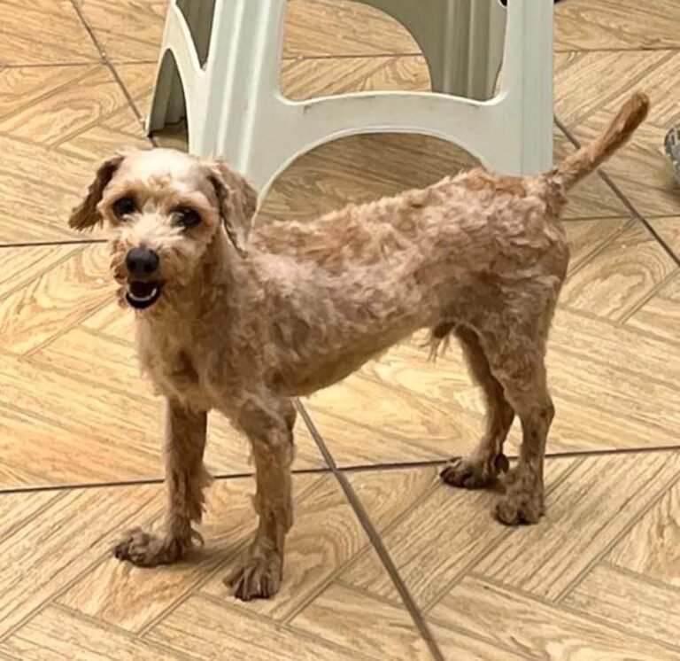 Tutora oferece R$500 de recompensa por informações sobre cachorro desaparecido