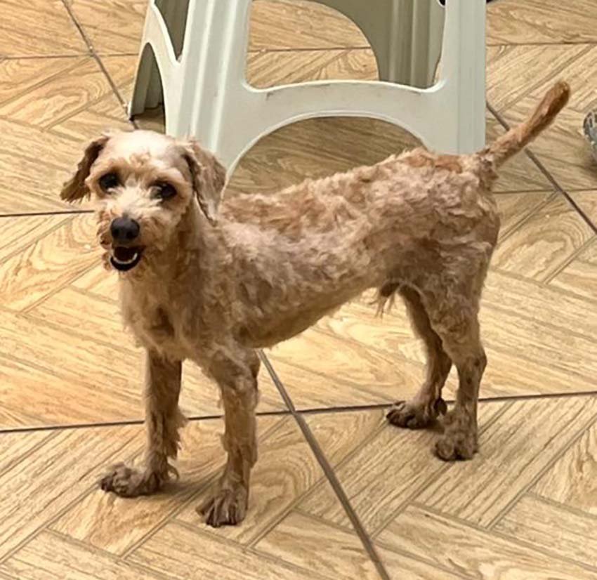 Tutora oferece R$500 de recompensa por informações sobre cachorro desaparecido