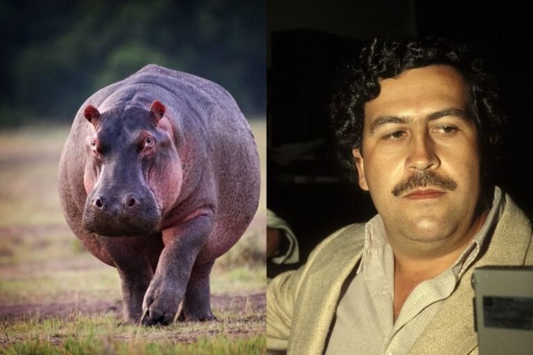 Saiba por que a Colômbia sacrificará “hipopótamos-cocaína” de Escobar