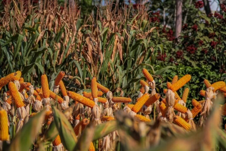 Últimas Notícias 9 Rondônia fecha 2023 como uma das principais forças do agronegócio no Brasil