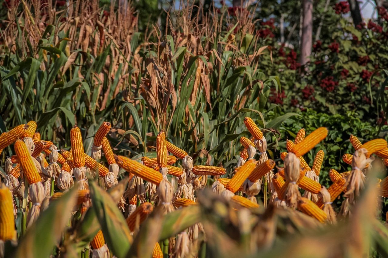 Rondônia fecha 2023 como uma das principais forças do agronegócio no Brasil
