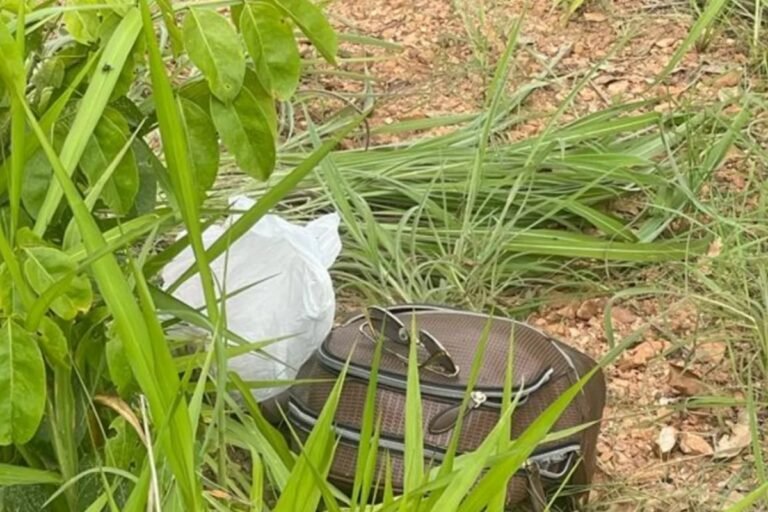 Feminicídio: homem mata namorada a pauladas e esconde corpo no pasto