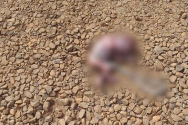 Feto é encontrado dentro de sacola após ser carregado por cachorro, em GO 1 Feto é encontrado dentro de sacola após ser carregado por cachorro, em GO