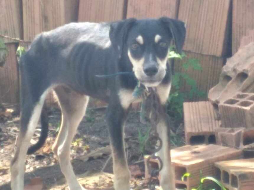 Denunciante pede ajuda da polícia para cachorro que vive acorrentado e passando fome