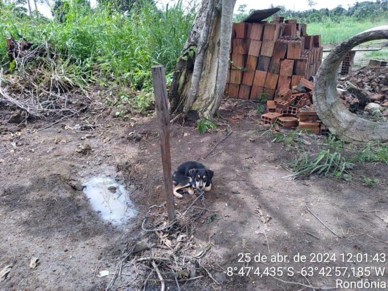 Denunciante pede ajuda da polícia para cachorro que vive acorrentado e passando fome