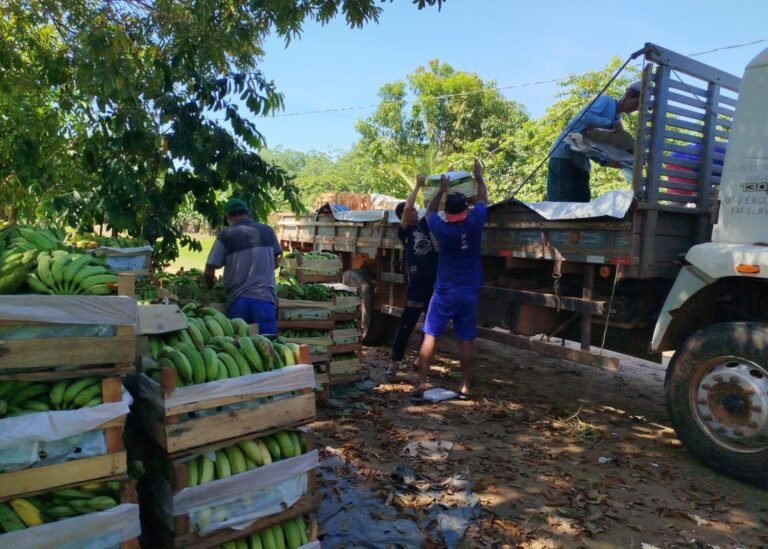 Últimas Notícias 5 Com apoio da Prefeitura de Porto Velho, agricultores transportam produção de banana para a Feira do Produtor Rural