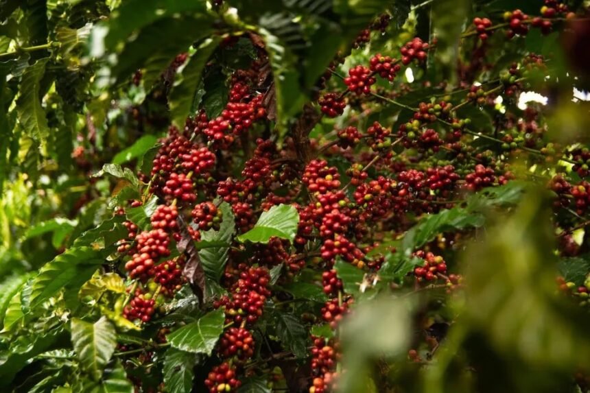 Entenda lei que determina ao governo 'priorizar' café robusta para consumo na administração pública em RO