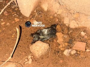 Pássaro pode ter causado apagão em bairros na zona sul