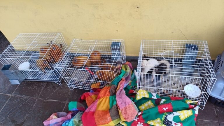 Últimas Notícias 8 Primatas ameaçados de extinção são resgatados em operação da PRF em Porto Velho