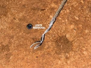 Pássaro pode ter causado apagão em bairros na zona sul