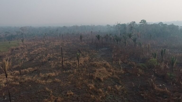 Parque Guajará-Mirim perde 33% da vegetação em incêndios criminosos há dois meses