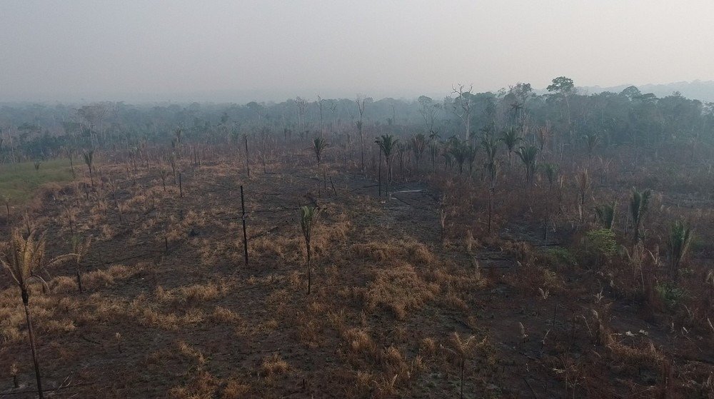 Parque Guajará-Mirim perde 33% da vegetação em incêndios criminosos há dois meses 1 Parque Guajará-Mirim perde 33% da vegetação em incêndios criminosos há dois meses