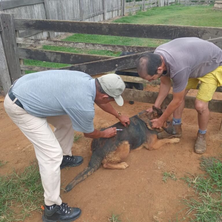 Nova Mutum recebe serviço de vacinação antirrábica nesta quinta-feira (21)