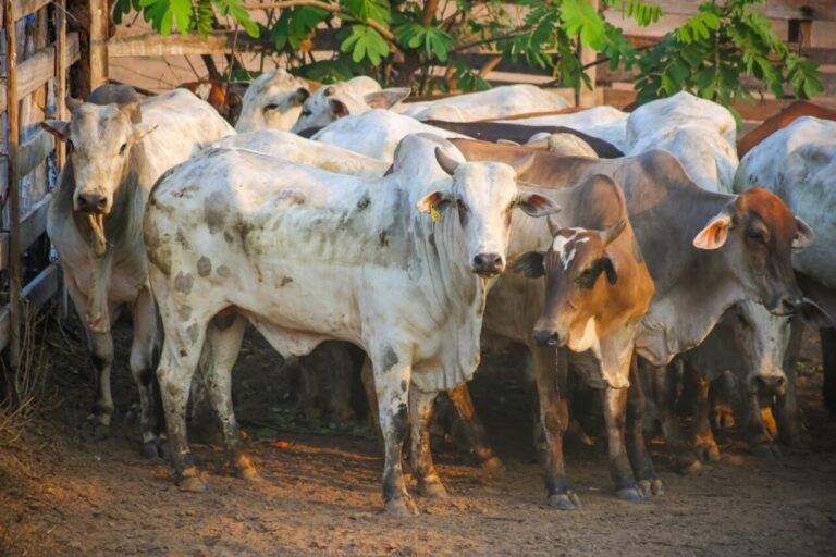 Governo de RO encerra mais uma etapa da declaração de rebanhos, com adesão de 98% dos pecuaristas