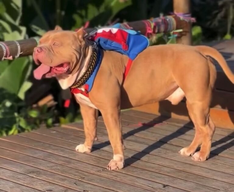 Morre Ragnar, o Pit Bull famoso por usar mochilinha de tubarão – VÍDEO