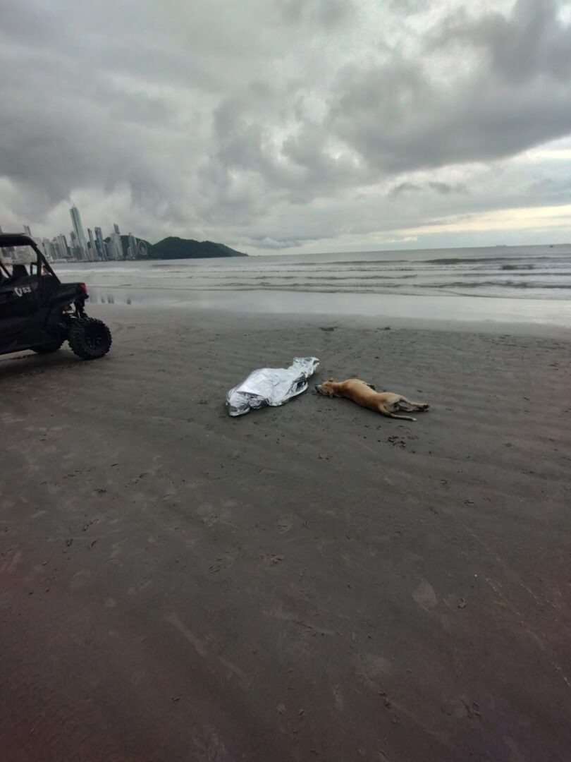 Cachorro fica ao lado do corpo do dono em praia de Balneário Camboriú