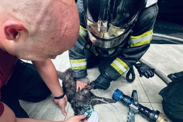 Bombeiros “ressuscitam” gato durante incêndio no interior de SP