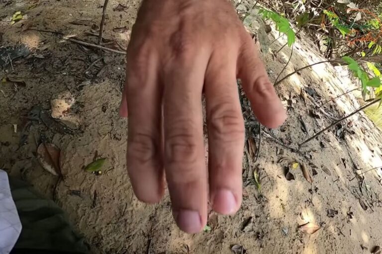 Atacado por onça, pescador matou animal com faca e levou 1.118 pontos