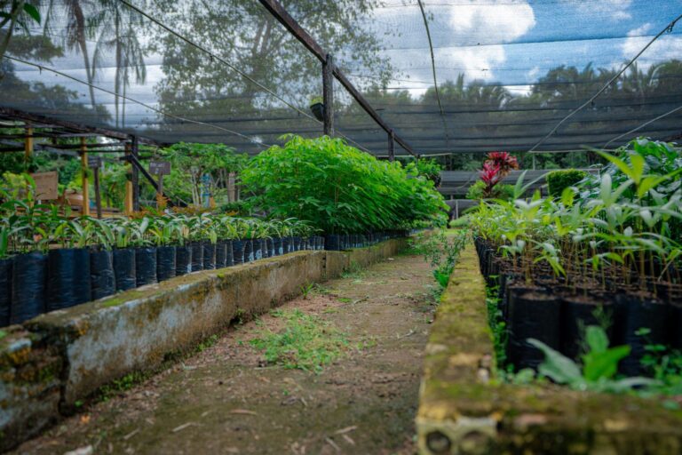 Viveiro Municipal de Porto Velho amplia doações e distribuição de mudas em 2025