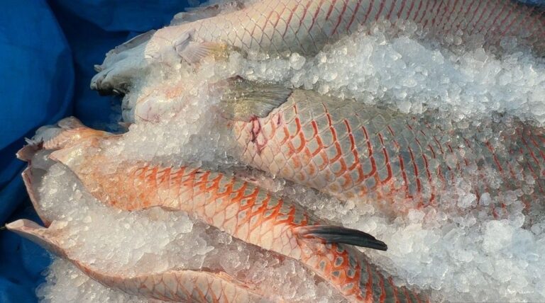 Projeto do governo de RO é reconhecido em Brasília como modelo no controle do Pirarucu invasor