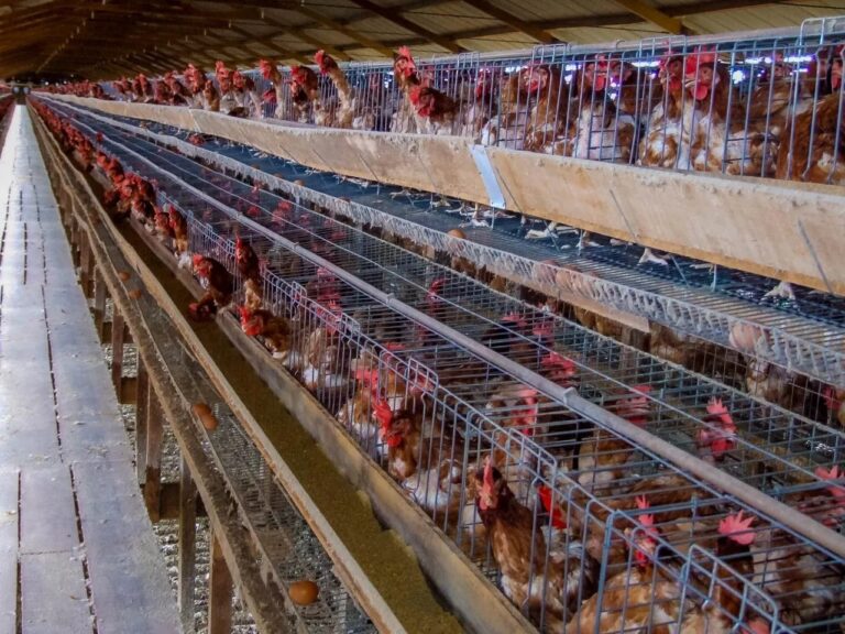 Importância da biossegurança para prevenir influenza aviária em aves é reforçada pelo governo de RO