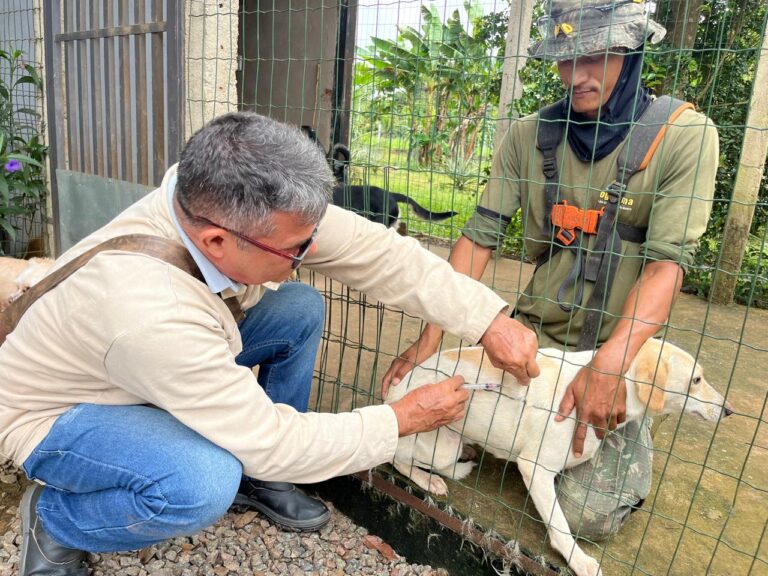 Campanha de vacinação imuniza mais de 600 cães e gatos nos distritos de Porto Velho