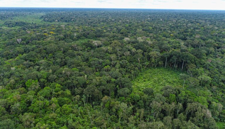 STF garante orçamento para proteção ambiental em Rondônia após atuação do MPRO
