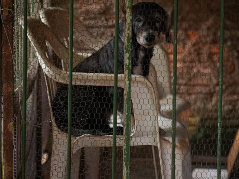 Prefeitura de Porto Velho fortalece os canais de atendimento para receber denúncias de maus-tratos aos animais