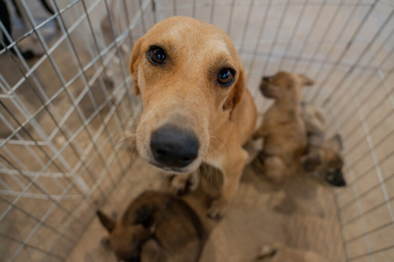 Saiba o que caracteriza maus-tratos a animais e denuncie