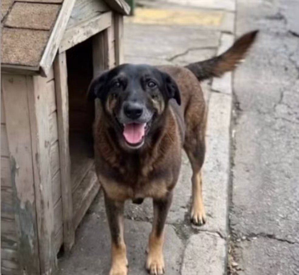 Cão Orelha: o que a polícia já apurou sobre o crime que comoveu o país