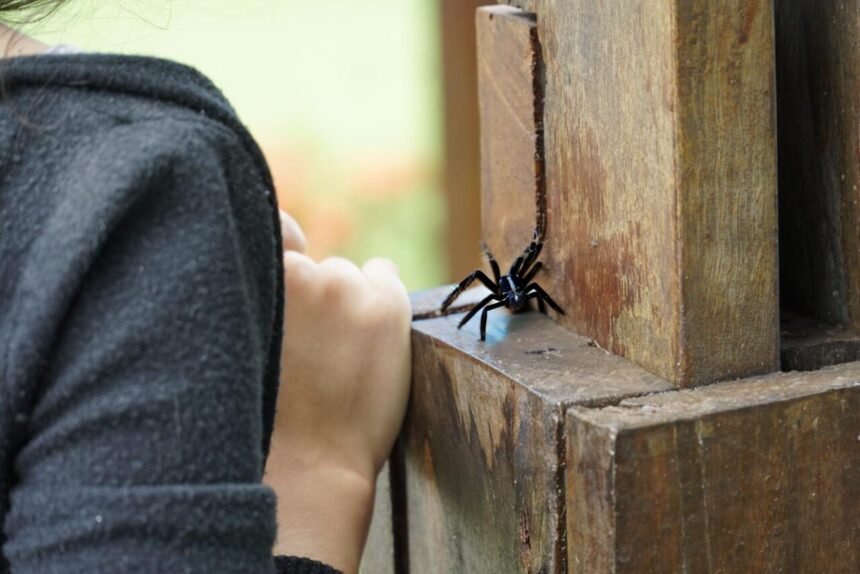 Cuidados com animais peçonhentos durante período de chuvas são orientados pelo governo de RO