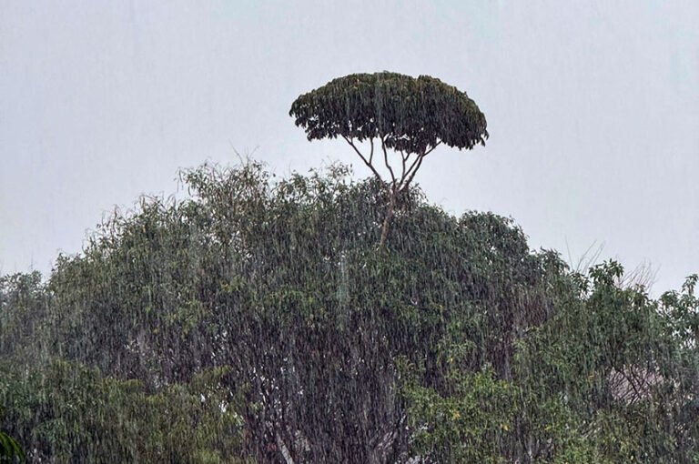 Defesa Civil emite alerta laranja para chuvas intensas e ventos em Porto Velho