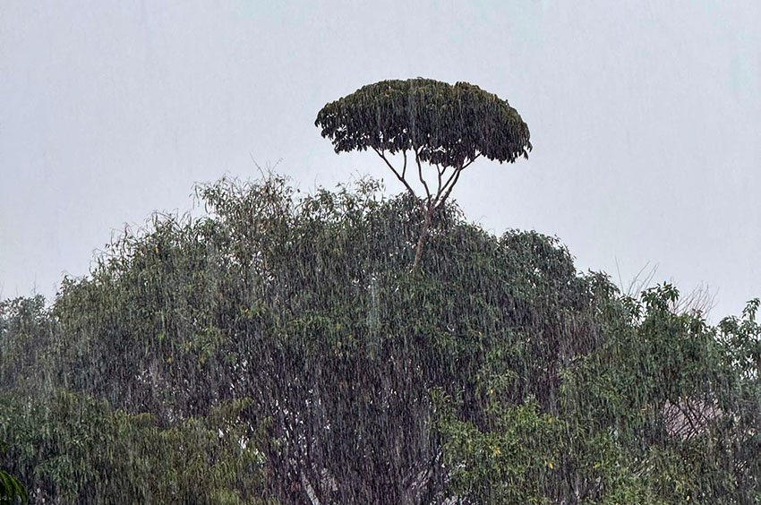 Defesa Civil emite alerta laranja para chuvas intensas e ventos em Porto Velho