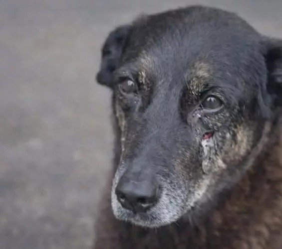 Polícia prepara esquema de segurança no aeroporto para chegada de adolescentes suspeitos no caso do cão Orelha